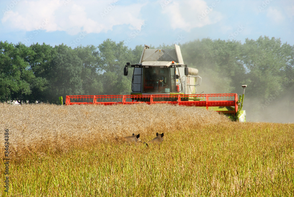 Fototapeta premium Rapsfeld mit Mähdrescher und Wildschweinen 442
