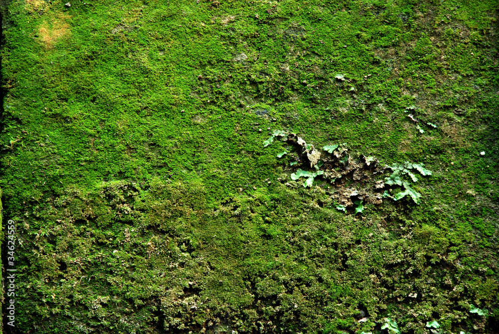 Moss Covered Block