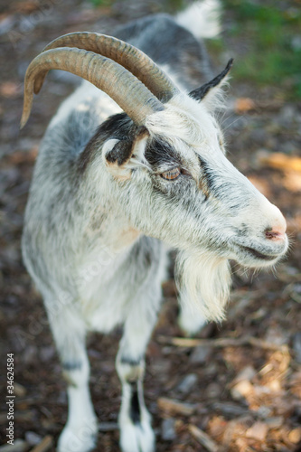 goat living on the farm