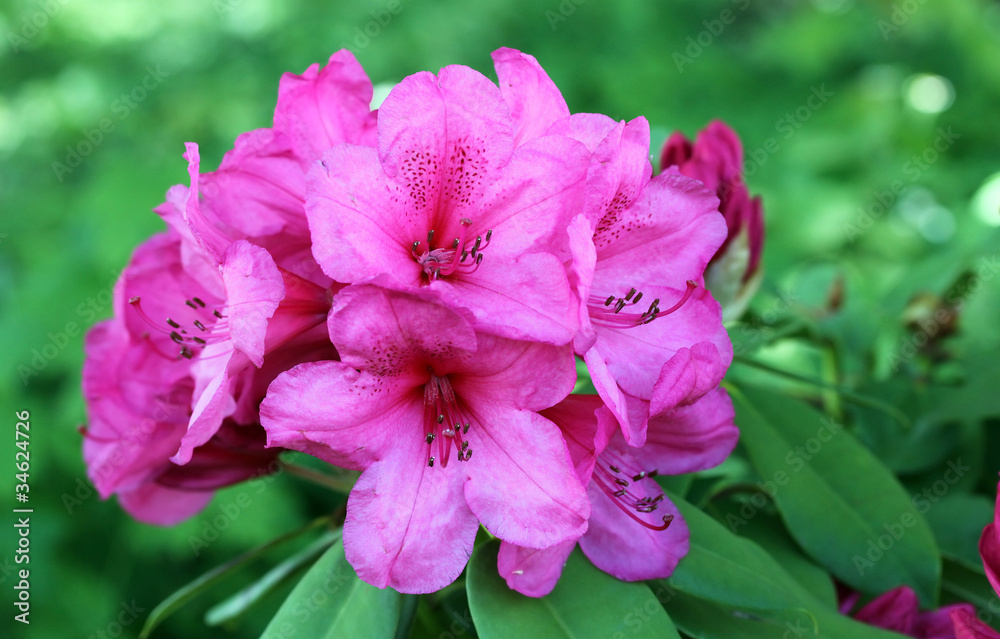 Azalea flowers natural bouquet