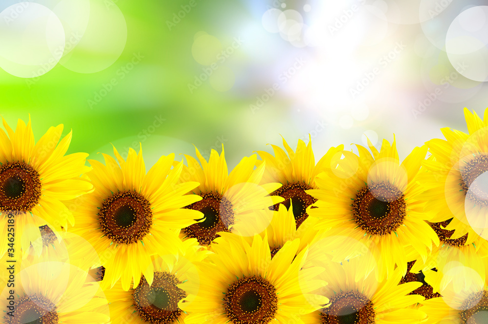Fototapeta premium abstract beautiful sunflower and light reflect in morning