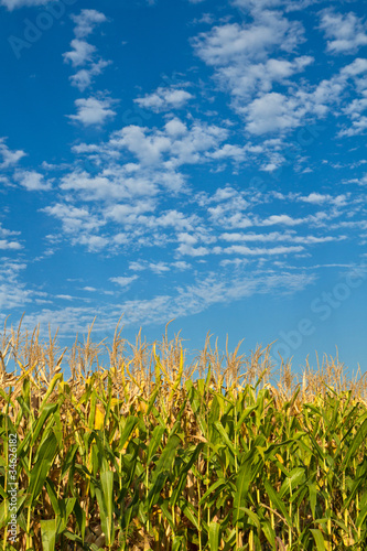 campo di grano