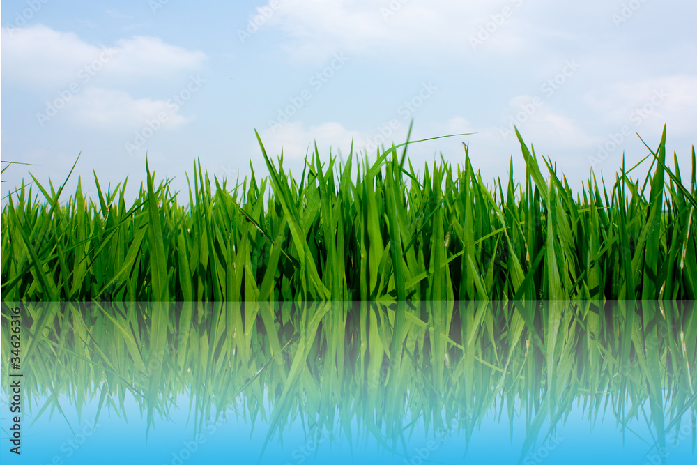 Obraz premium Rice in farm