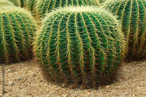 Close up shot of cacti