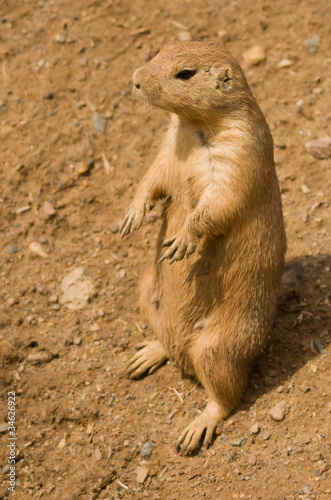 Prairie Dog © Scruggelgreen