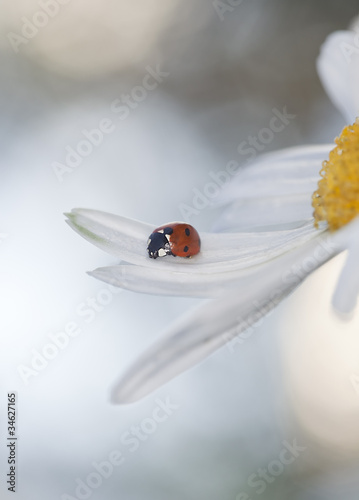 Ladybug on daisy, bright sunlight photo