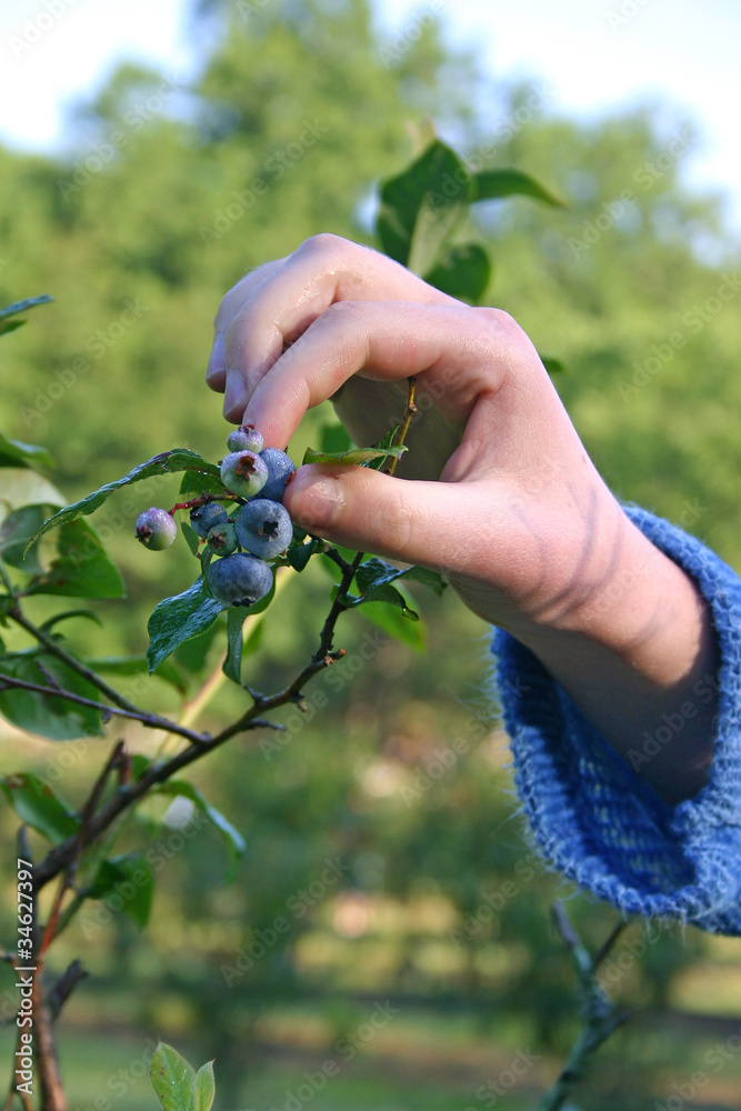 Picking Ripe Blueberries