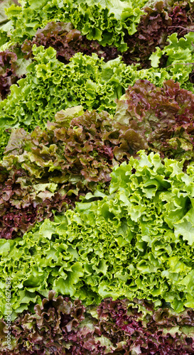 Red and green leaf lettuce on display