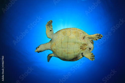 Hawksbill Sea Turtle against sunburst