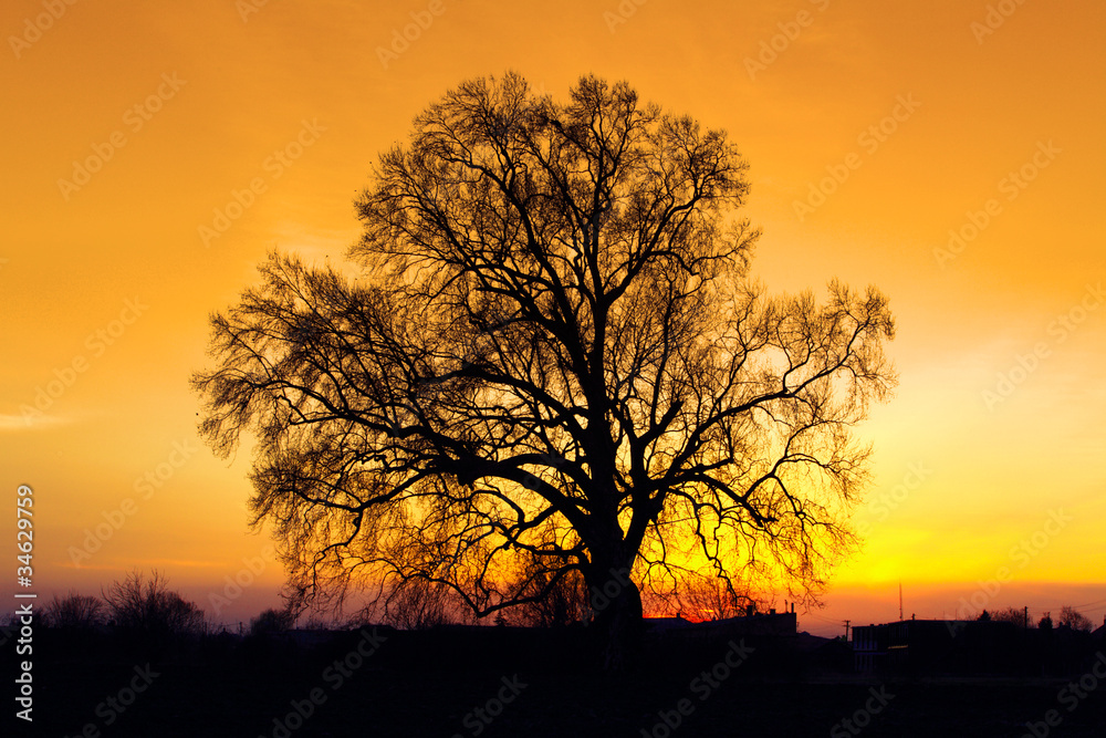 Gold sunste with tree silhouette.