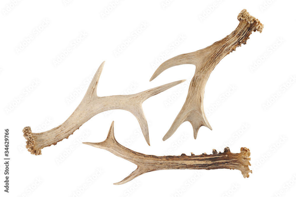 antlers antlers