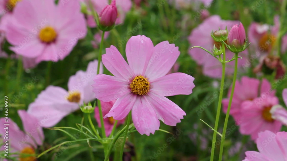 wild flower 1 wild flower 1