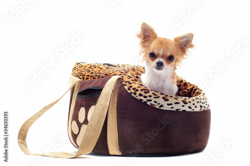 sac de transport et chihuahua