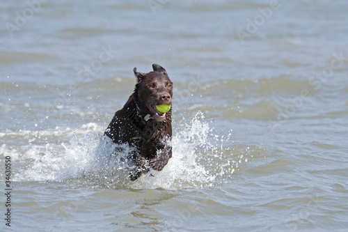 Dog in water