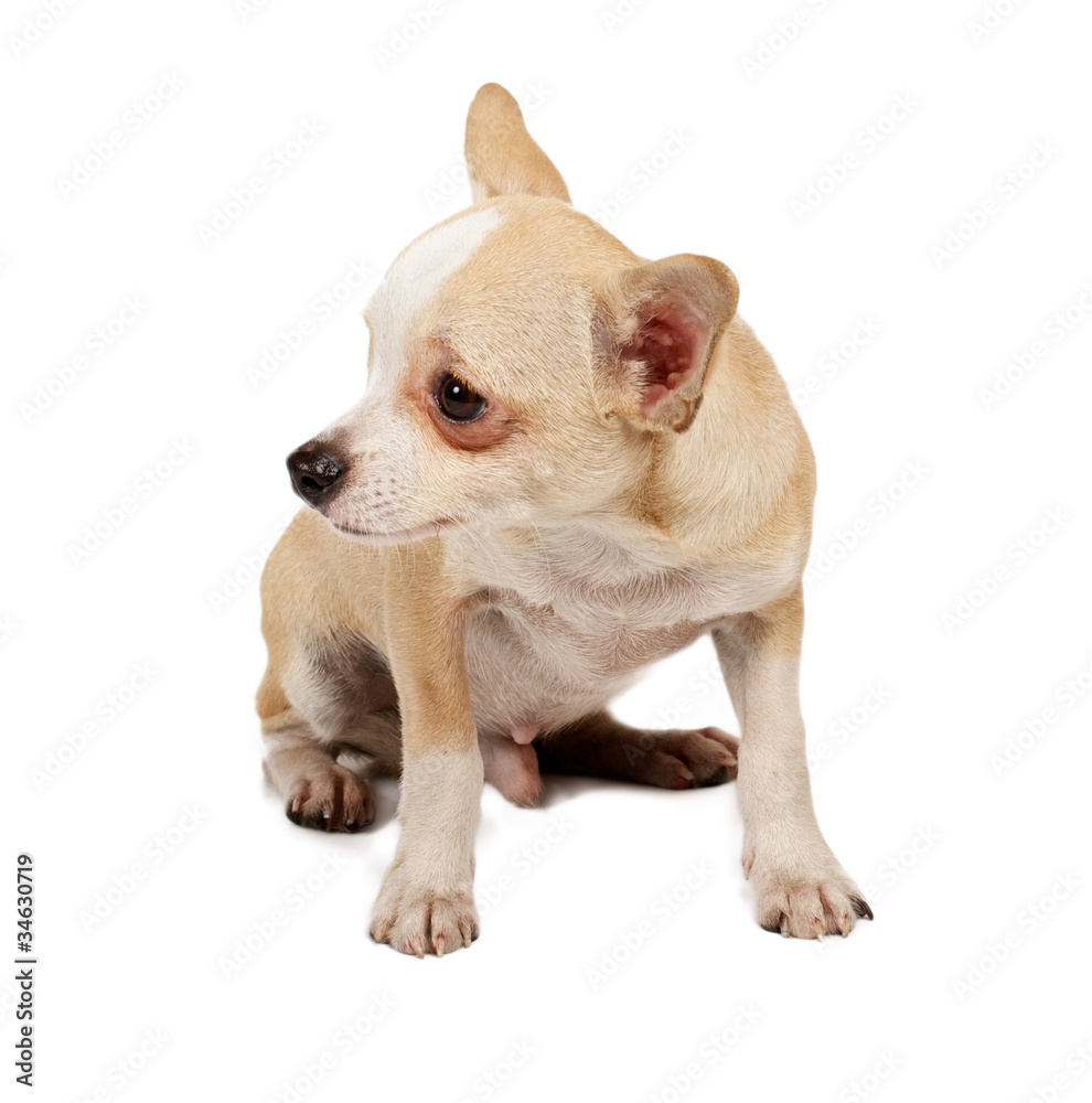 portrait of a cute purebred puppy chihuahua in front of white ba portrait of a cute purebred puppy chihuahua in front of white ba