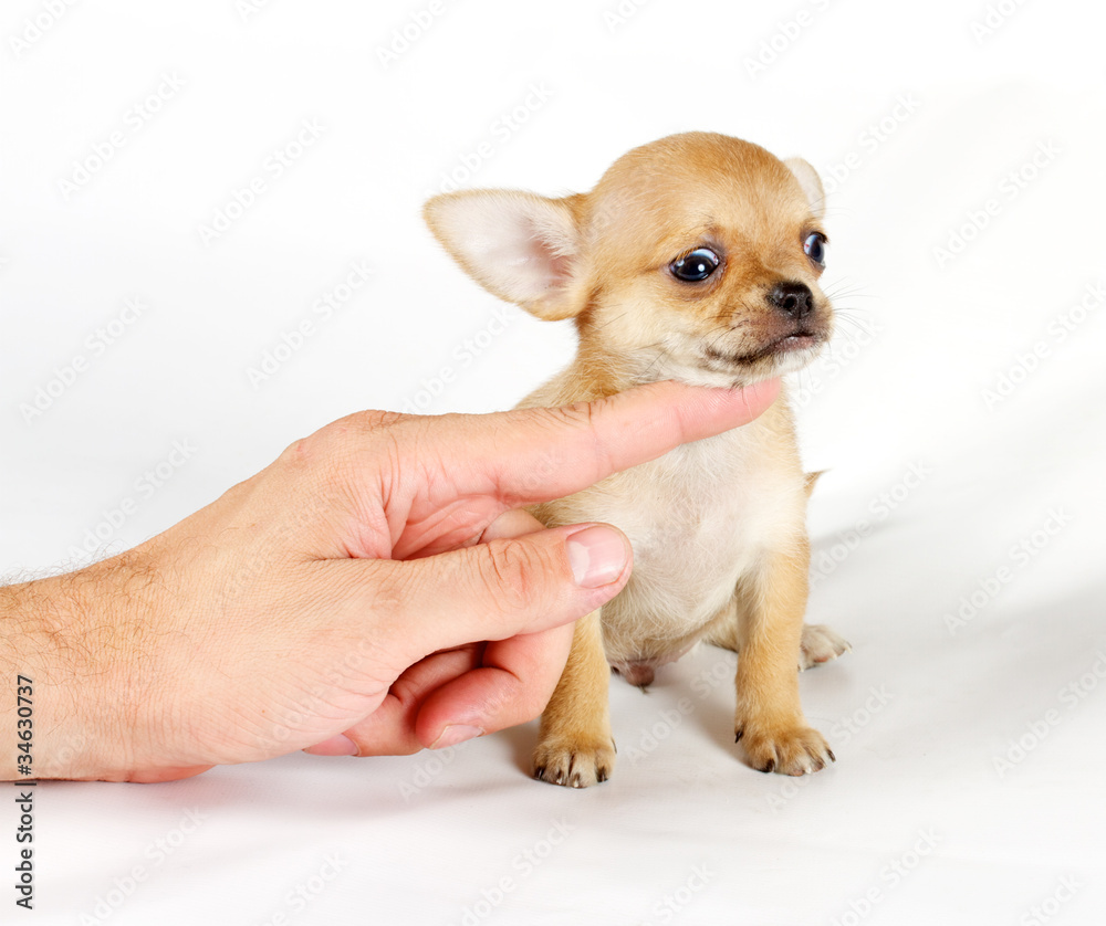 cute small chihuahua puppy sitting on white looking at camera is