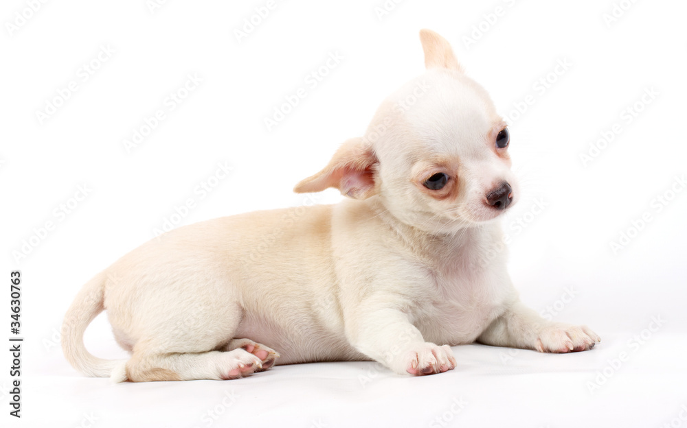 cute small chihuahua puppy sitting on white looking at camera is cute small chihuahua puppy sitting on white looking at camera is