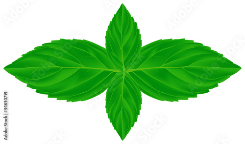 four mint leaves illustration