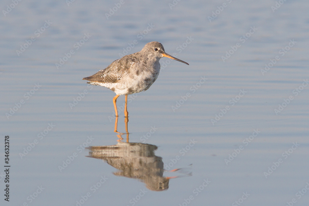 an adult of Spotted Redshank in water / Tringa erythropus an adult of Spotted Redshank in water / Tringa erythropus