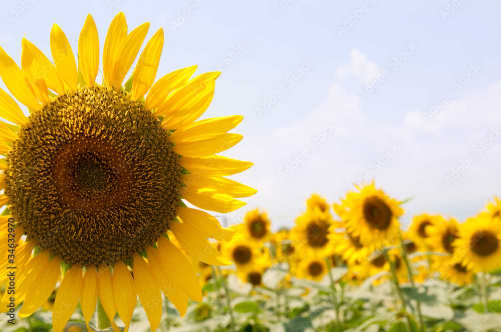 Fototapeta premium sunflower