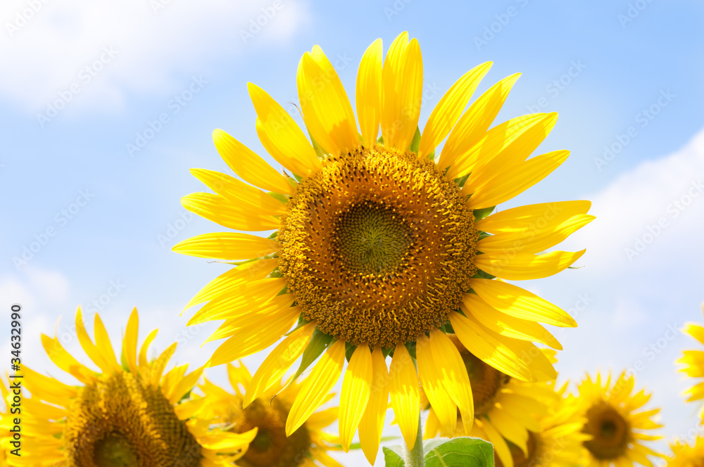 sunflower