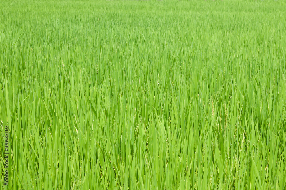 rice grass