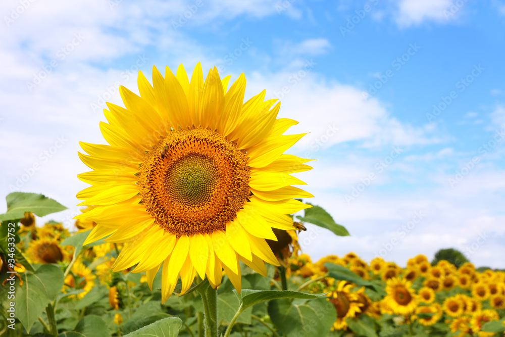 sunflower backgroung sunflower backgroung