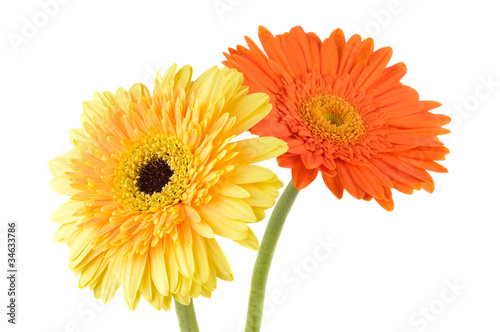 Orange and yellow  daisy-gerbera