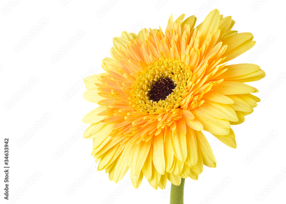 Yellow daisy-gerbera