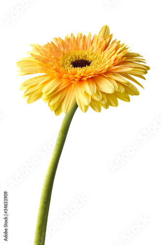 Yellow daisy-gerbera