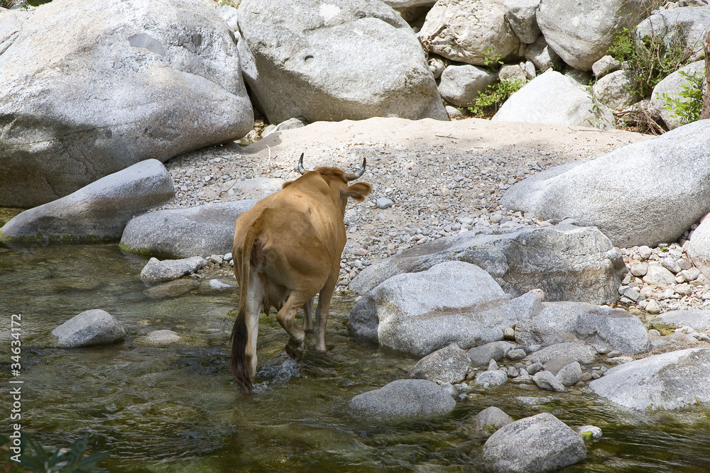 italie; sardaigne; ogliastra : vache traversant lle italie; sardaigne; ogliastra : vache traversant lle