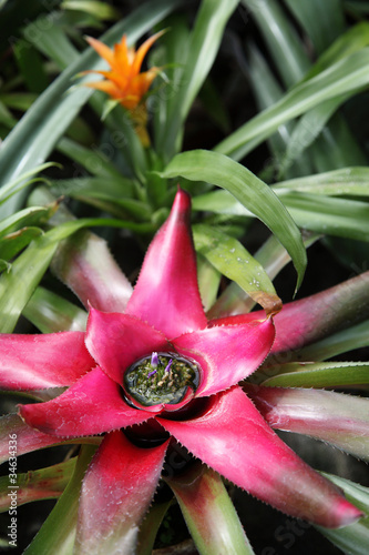 Bromelie (Neoregelia) photo