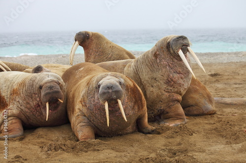 Obraz na plátně Walrus family haul out