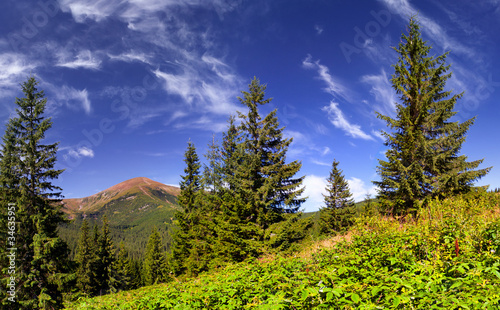 Beautiful summer landscape in the mountains