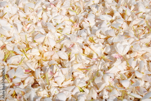 Canvas Print jasmin