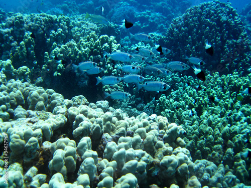 Group of coral in blue water.