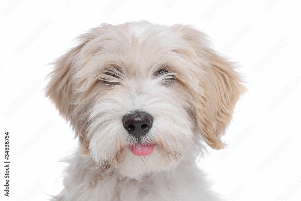 Tibetan Terrier