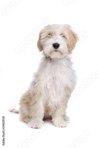 Fototapeta Naklejka Na Ścianę i Meble -  Tibetan Terrier