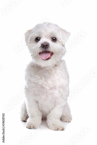 mixed breed dog