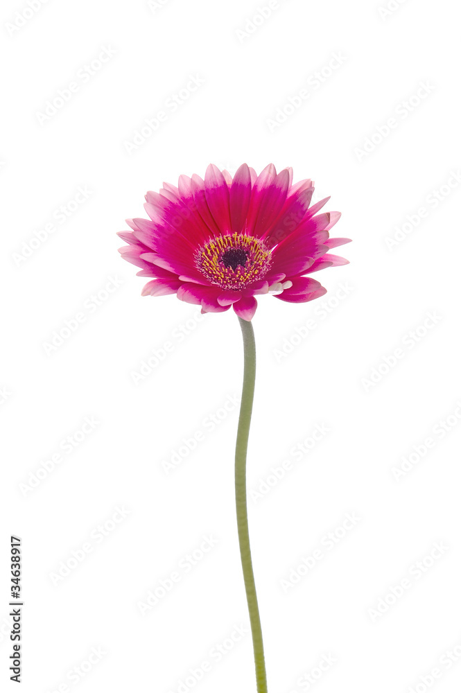 gerbera gerbera