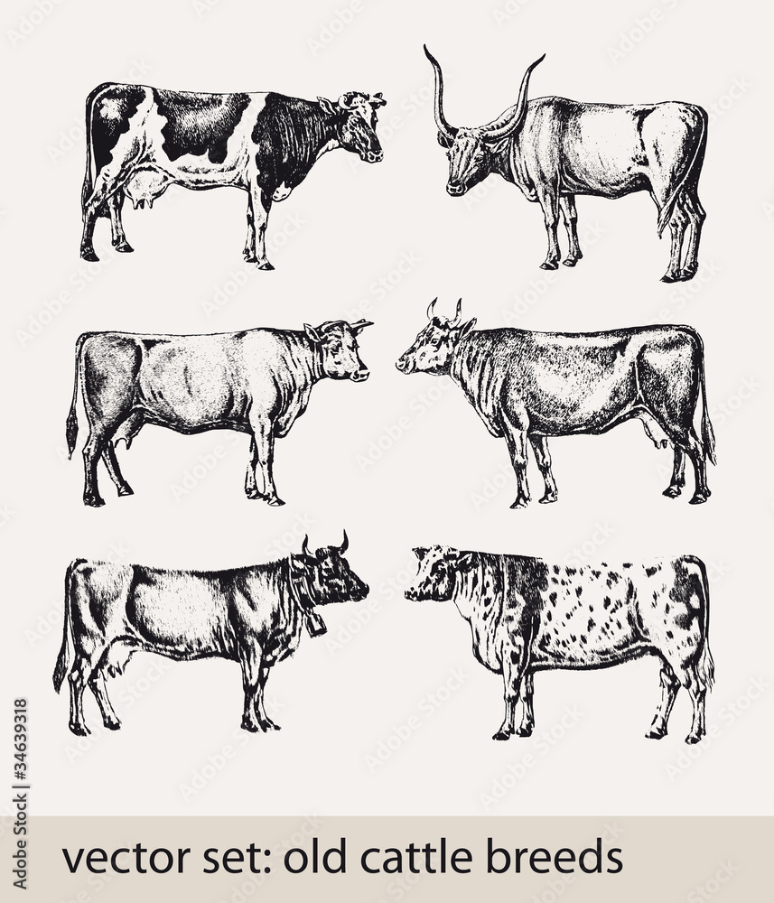 vector set: old cattle breed vector set: old cattle breed