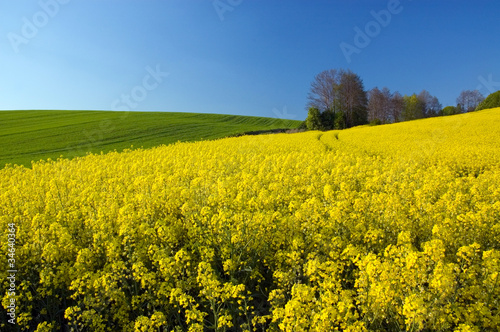 Żółte kwiaty rzepaku na polu tle błękitnego nieba