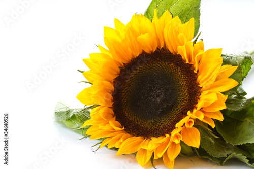 Fototapeta Naklejka Na Ścianę i Meble -  Sunflower