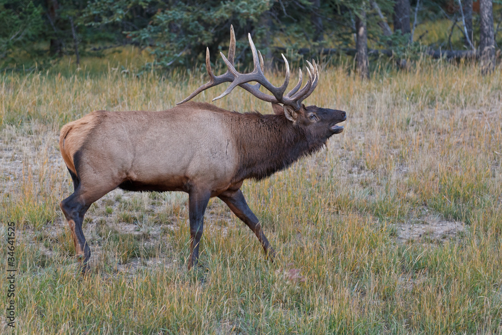 Bugling bull elk, cervus canadensis