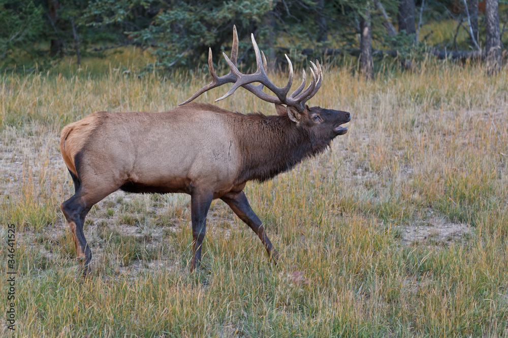 Bugling bull elk, cervus canadensis Bugling bull elk, cervus canadensis