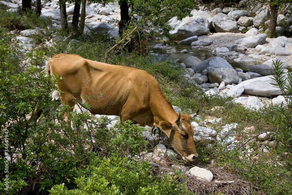italie; sardaigne; ogliastra : vache broutant des épineux dans l italie; sardaigne; ogliastra : vache broutant des épineux dans l