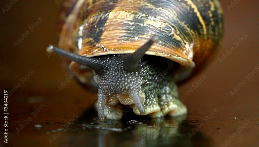 lumaca video