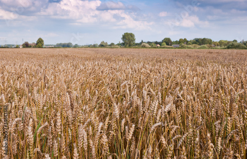 Dutch landscape with an organic cornfield of nearly ripe wheat