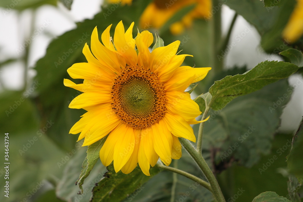 synflower synflower