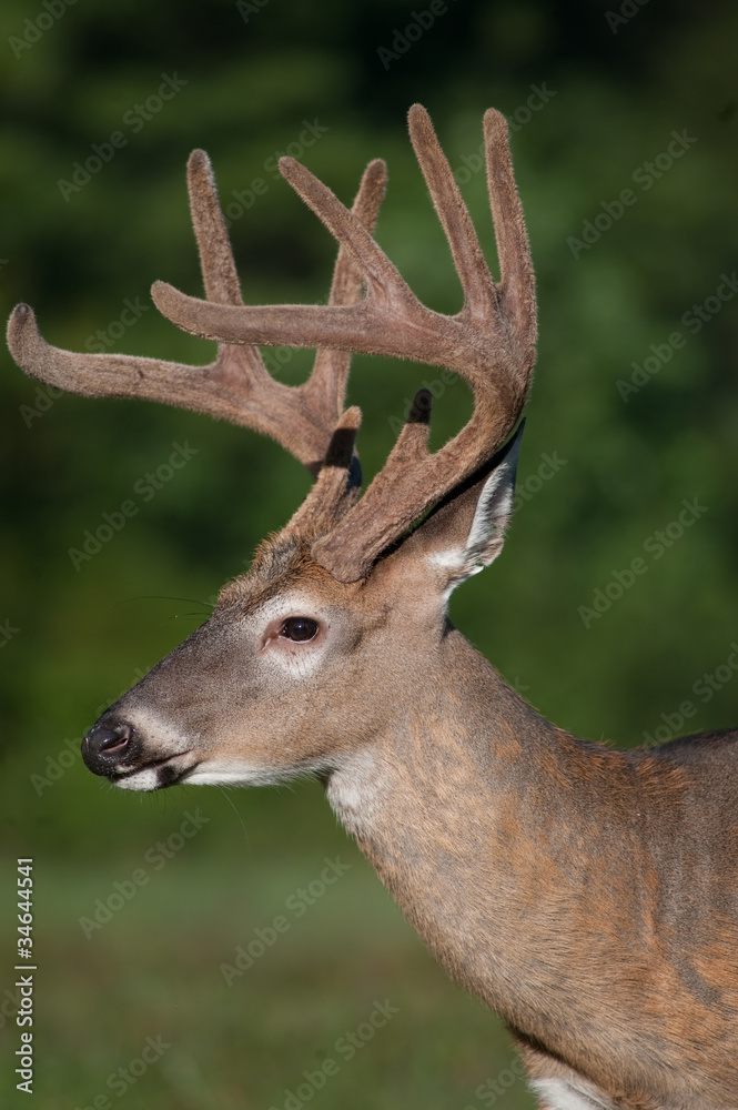 white-tailed deer buck with velvet antlers white-tailed deer buck with velvet antlers